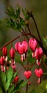 Bleeding Hearts