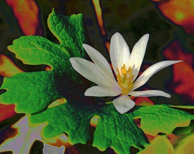 Bloodroot