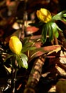 Eranthis