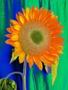 Sunflower 2