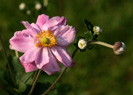 Pink Anemone