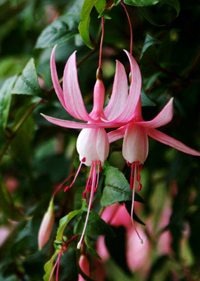 Fuchsia