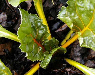 Swiss Chard