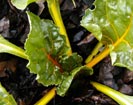 Swiss Chard