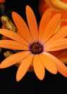 Osteospermum