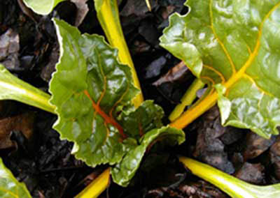 Swiss Chard